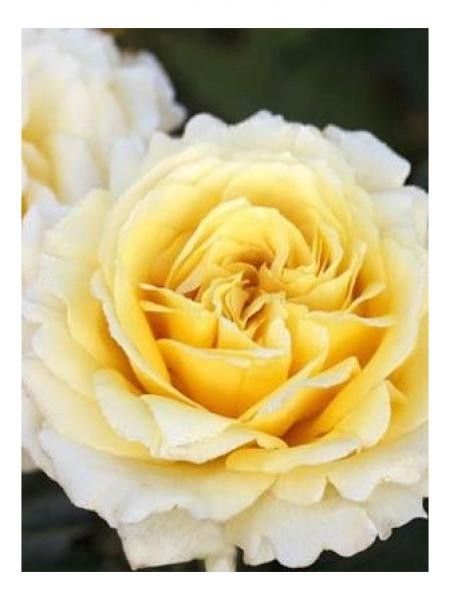 Rosier grimpant 'Cyrano de Bergerac'