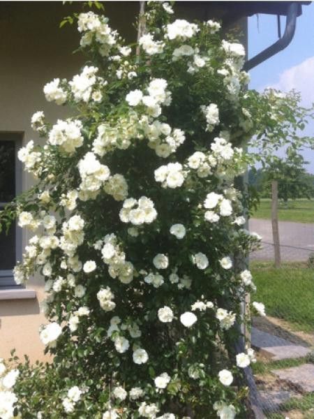 Rosier grimpant 'DECOROSIERS® Opalia®'