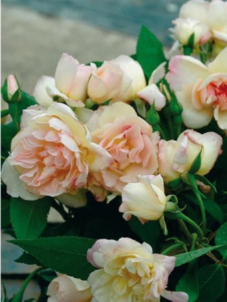 Rosier grimpant 'Desprez à Fleurs jaunes'