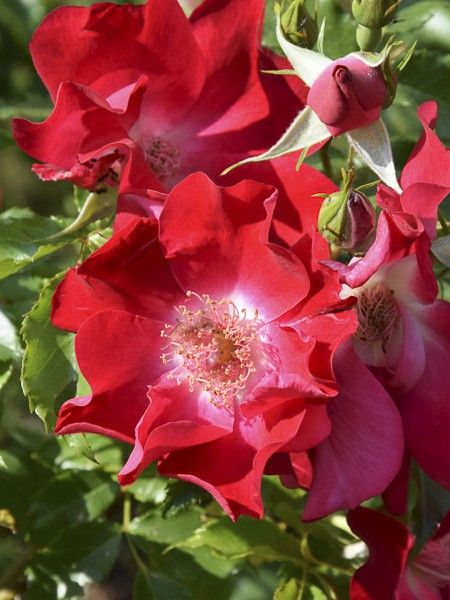 Rosier grimpant 'Dortmund'