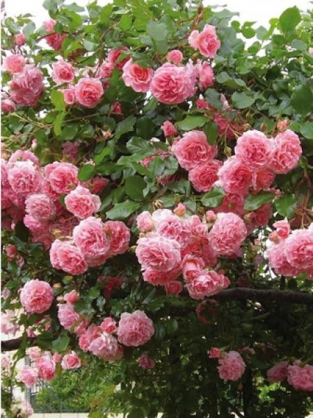 Rosier grimpant 'Dream Weaver®'