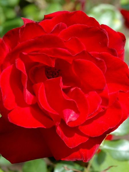 Rosier grimpant 'Dynamite'®