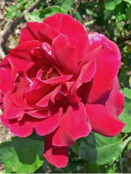 Rosier grimpant 'Etoile de Hollande'