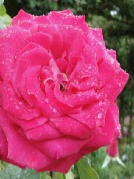 Rosier grimpant 'First Blush'