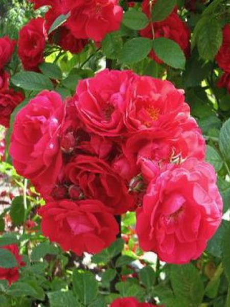 Rosier grimpant 'Flammentanz'