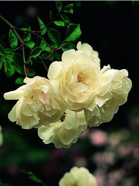 Rosier grimpant 'François Guillot'