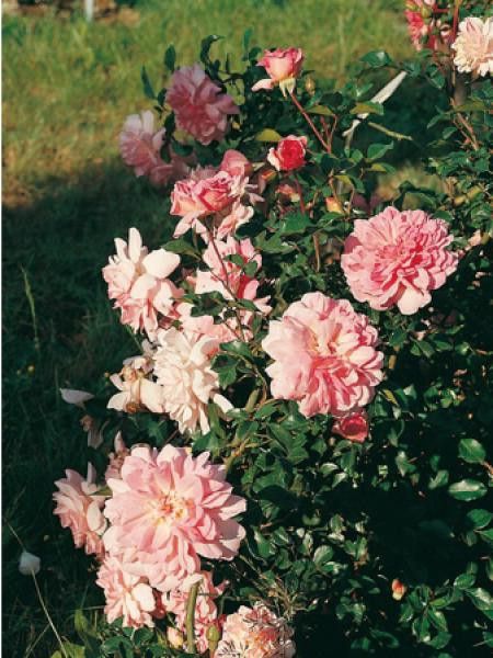 Rosier grimpant 'Francois Juranville'