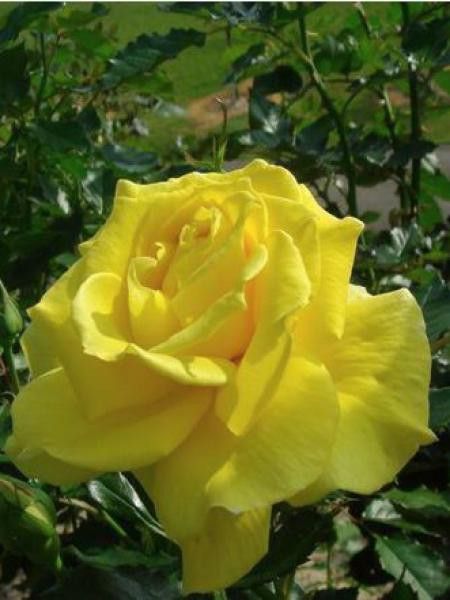Rosier grimpant 'Freesia'