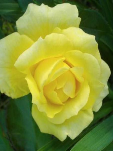 Rosier grimpant 'Gold Bunny'