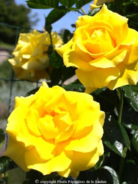 Rosier grimpant 'Golden Boy'