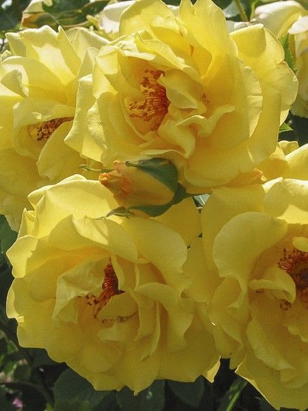 Rosier grimpant 'Golden Gate '