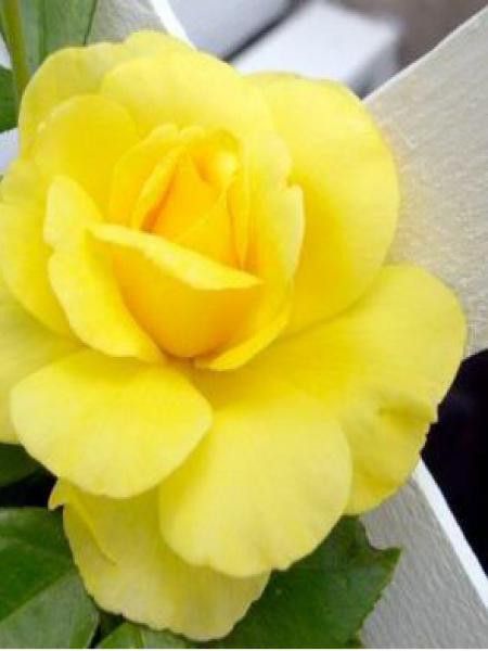 Rosier grimpant 'Golden Showers'