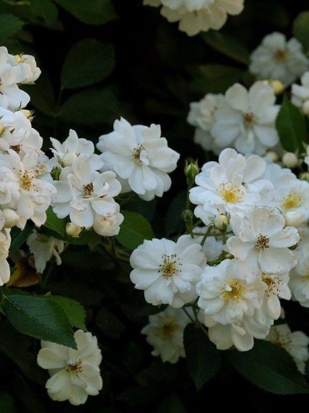 Rosier grimpant 'Guirlande d'Amour'