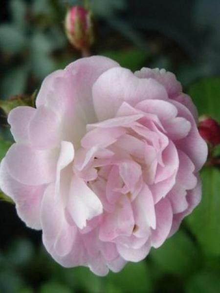 Rosier grimpant 'Guirlande Rose'