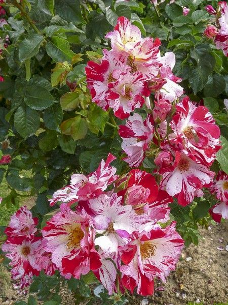 Rosier grimpant 'Hanabi'