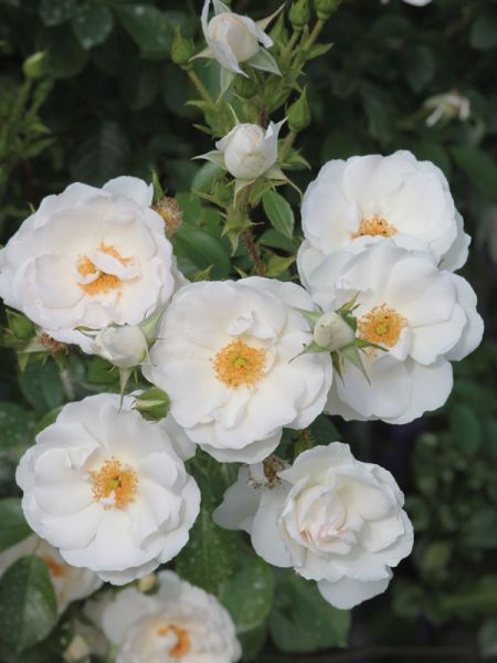 Rosier grimpant 'Hellla'®