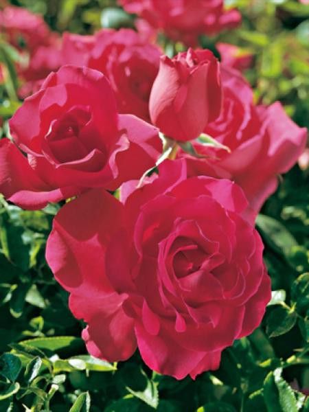 Rosier grimpant 'High Society'®