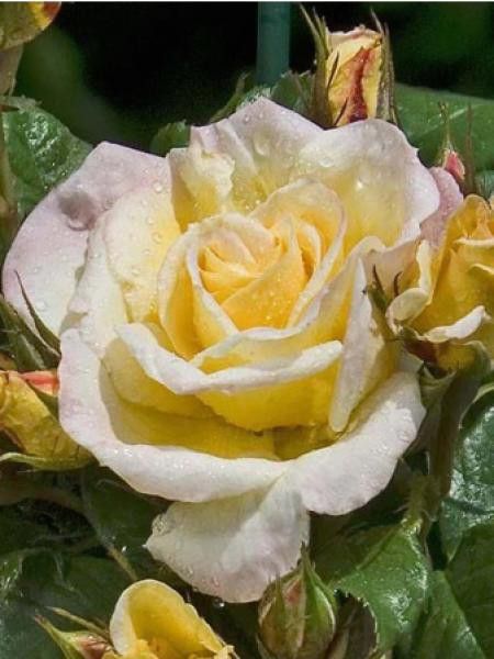 Rosier grimpant 'Johan Jongkind'®