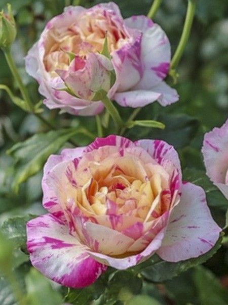Rosier grimpant 'Julie Andrieu '