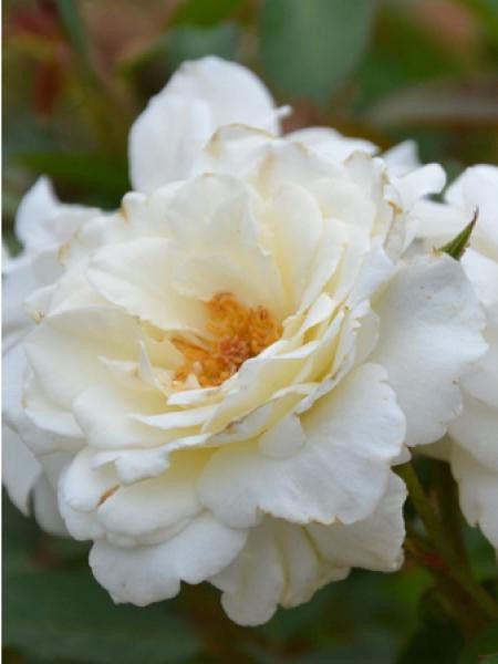 Rosier grimpant 'Lace Cascade'