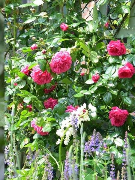 Rosier grimpant 'Laguna'