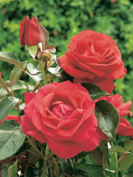 Rosier grimpant 'Le Grand Huit®'