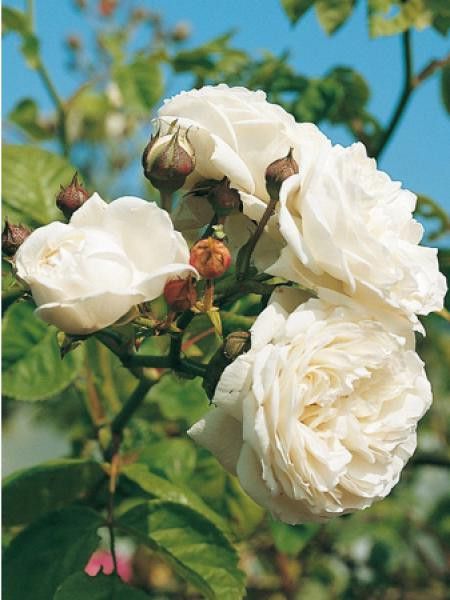 Rosier grimpant 'Long John Silver'