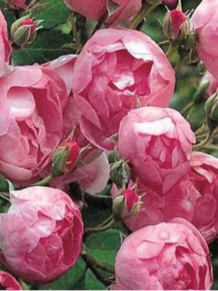 Rosier grimpant 'Marc Raubritter'