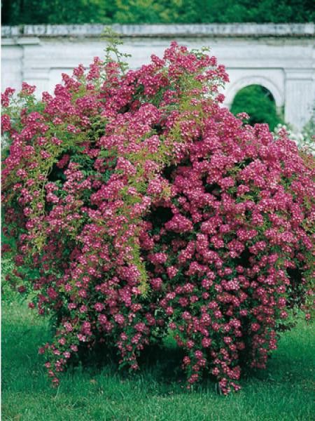 Rosier grimpant 'Maria Lisa'