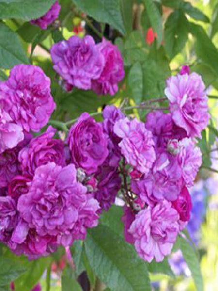 Rosier grimpant 'Marie Viaud'