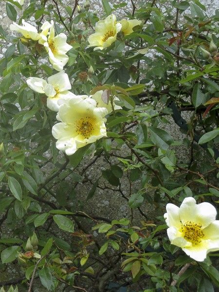 Rosier grimpant 'Mermaid'