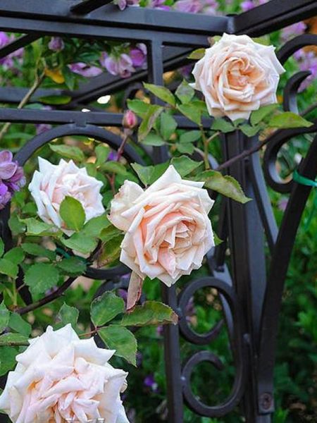 Rosier grimpant 'Mme Bérard'