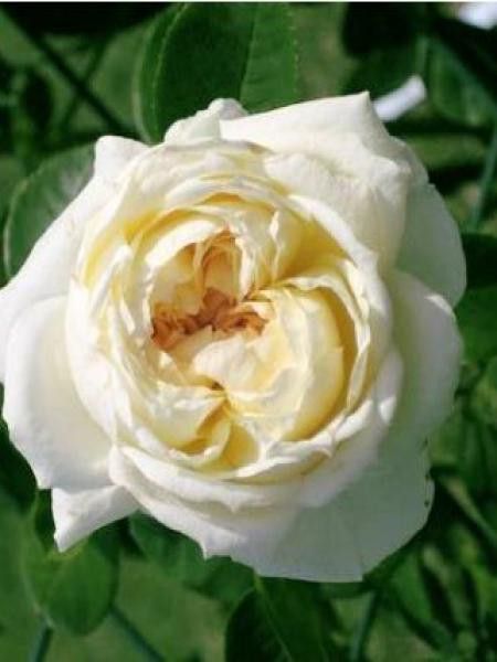 Rosier grimpant 'Mon Jardin et Ma Maison'