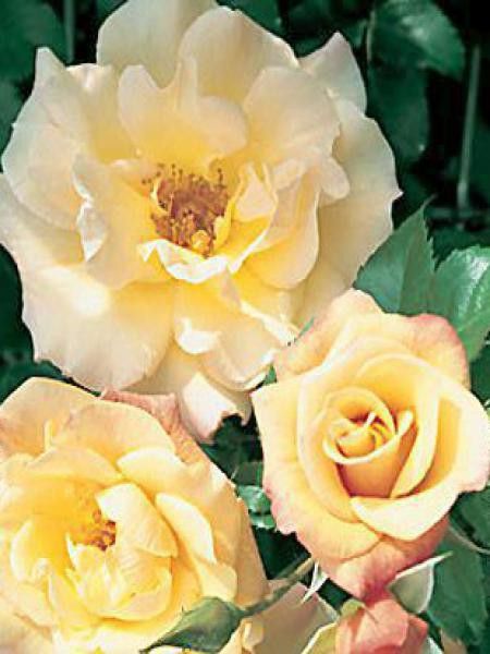 Rosier grimpant 'Moonlight'