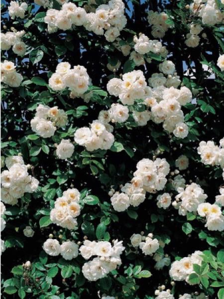 Rosier grimpant 'Neige d'Avril'