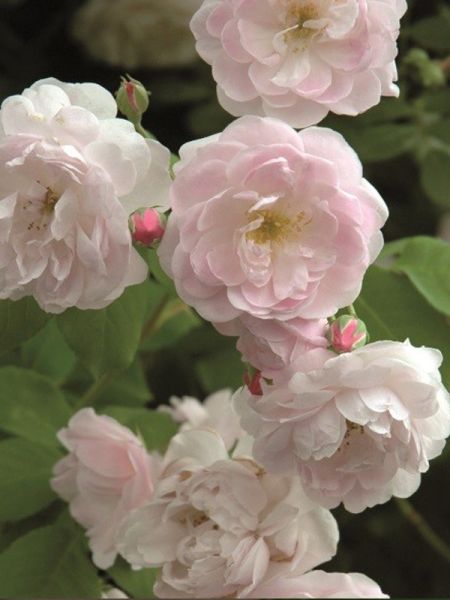 Rosier grimpant Noisette 'Blush Noisette'