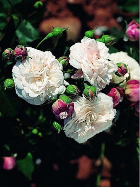 Rosier grimpant Noisette 'Caroline Marniesse'