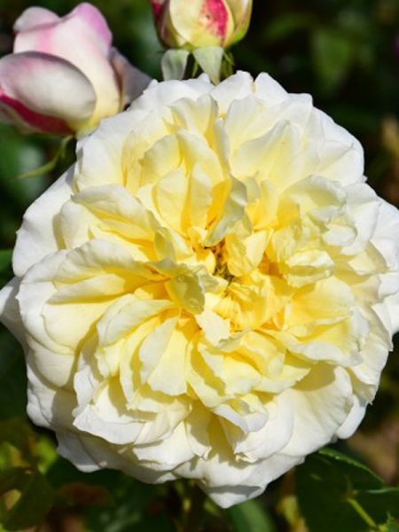 Rosier grimpant Noisette 'Céline Forestier'