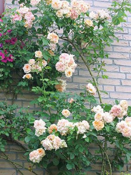 Rosier grimpant Noisette 'Gloire De Dijon'