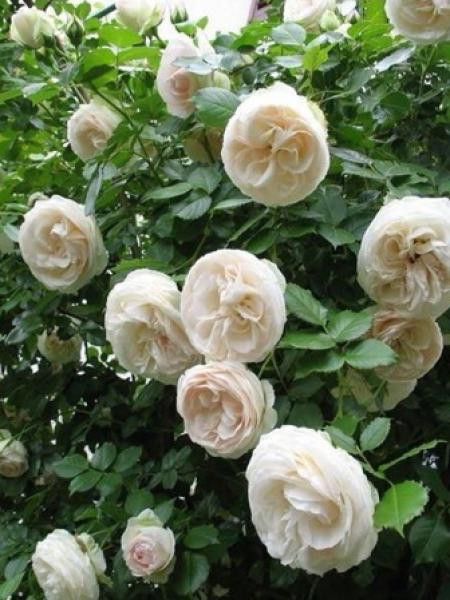 Rosier grimpant 'Palais Royal'