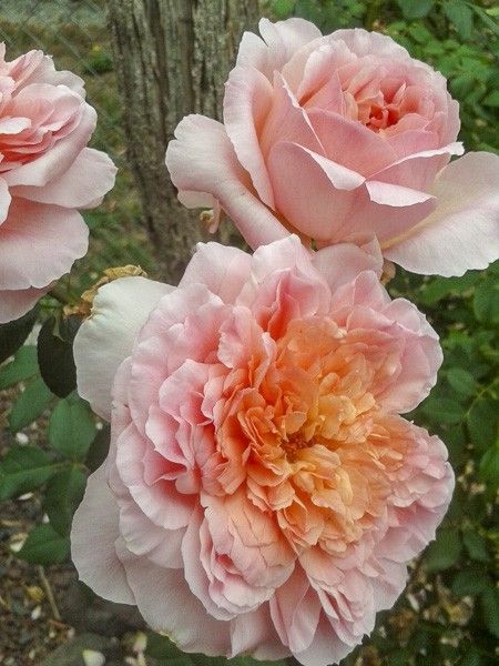 Rosier grimpant 'Papi Delbard '