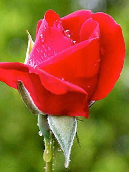 Rosier grimpant 'Paul's Scarlet Climber'