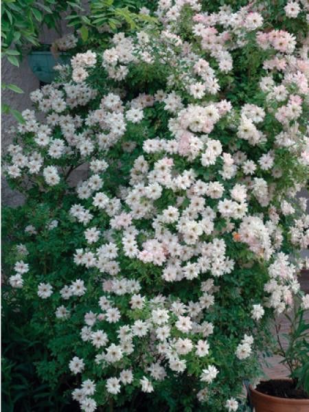 Rosier grimpant 'Phyllis Bide'