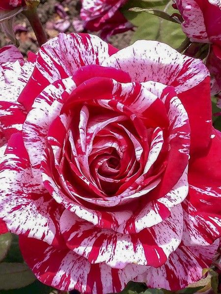 Rosier grimpant 'Pirate '