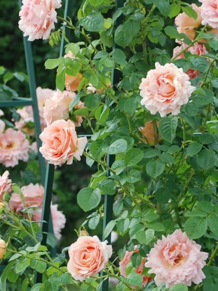 Rosier grimpant 'Polka'