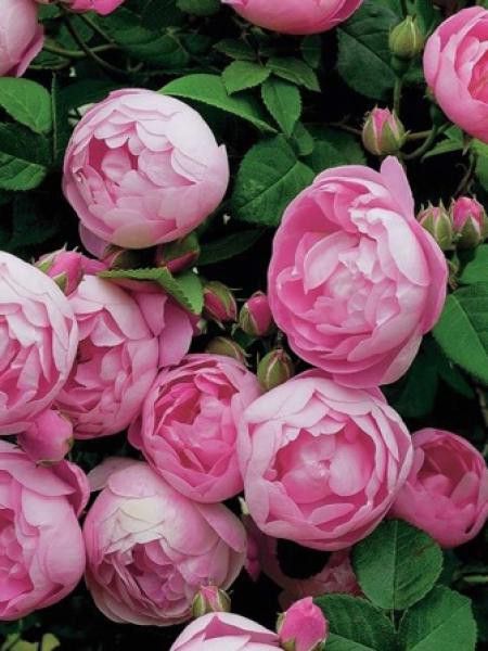 Rosier grimpant 'Raubritter'