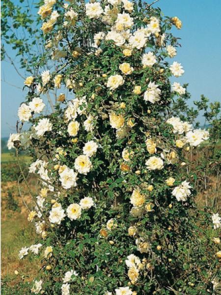 Rosier grimpant 'Renée Danielle'
