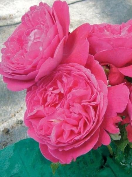 Rosier grimpant 'Rose Salma Es-Said'®