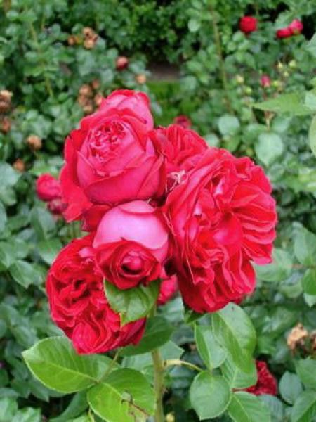 Rosier grimpant 'Royal Show'