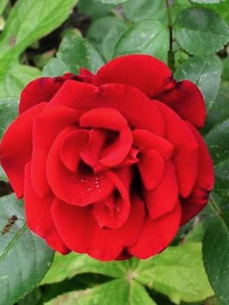 Rosier grimpant 'Santana'